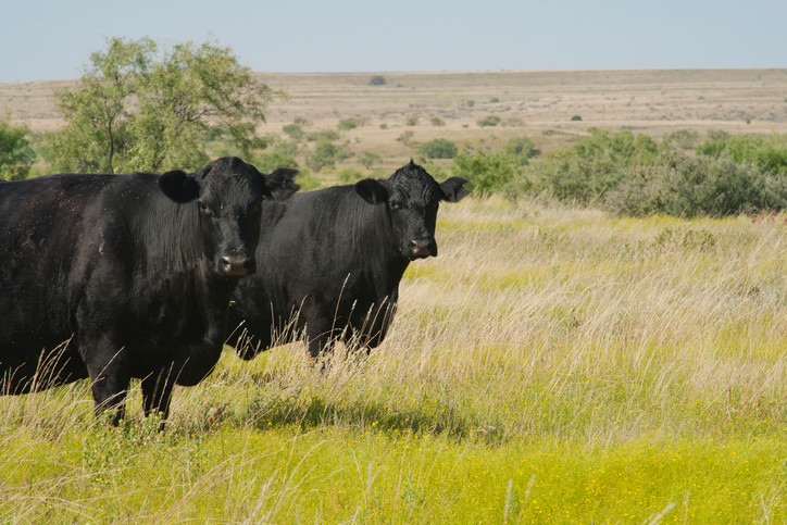 2 angus cows