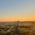 cows and sunset