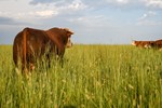 Hereford bull