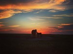 sunset cattle