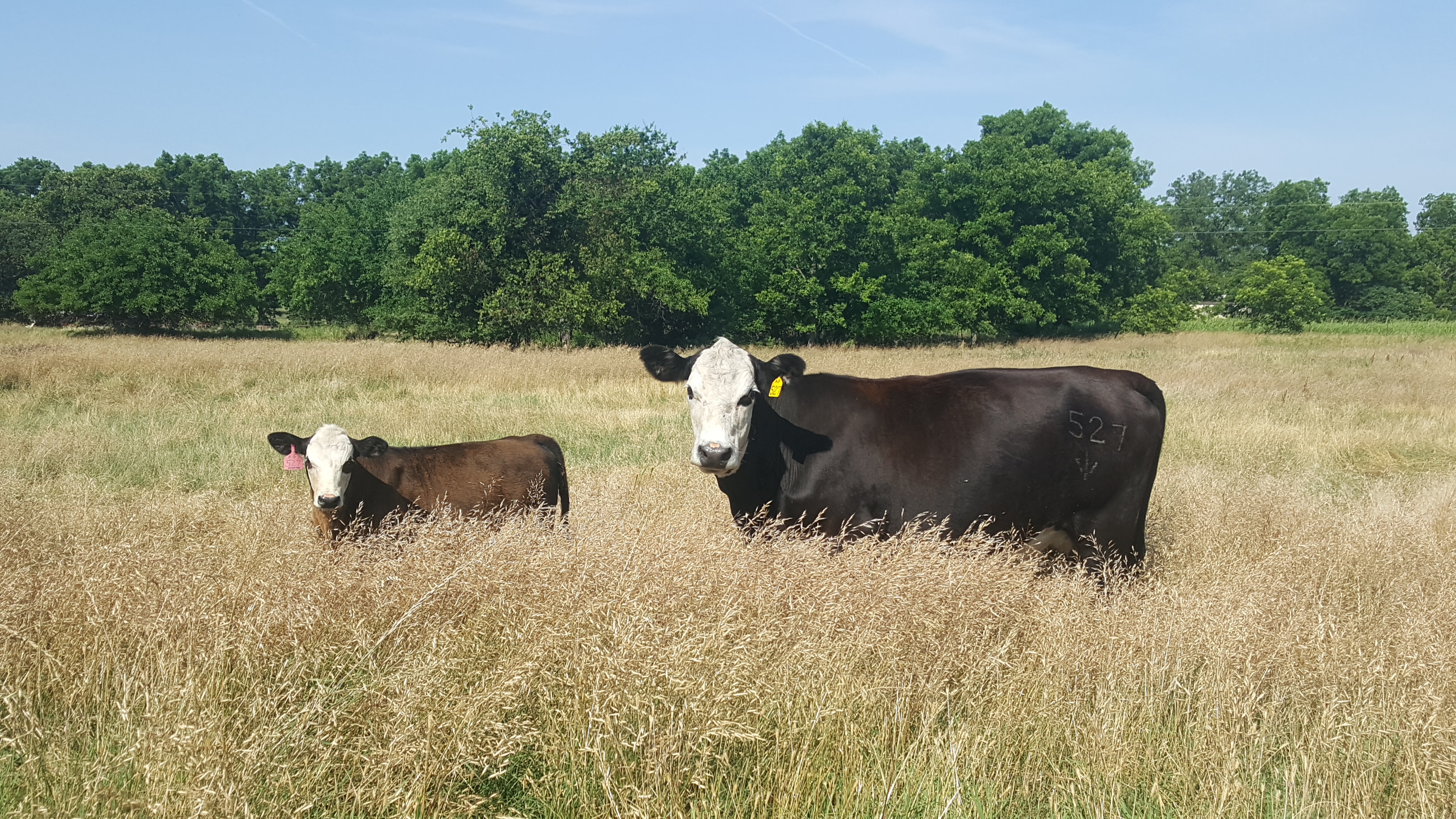 Baldy pair