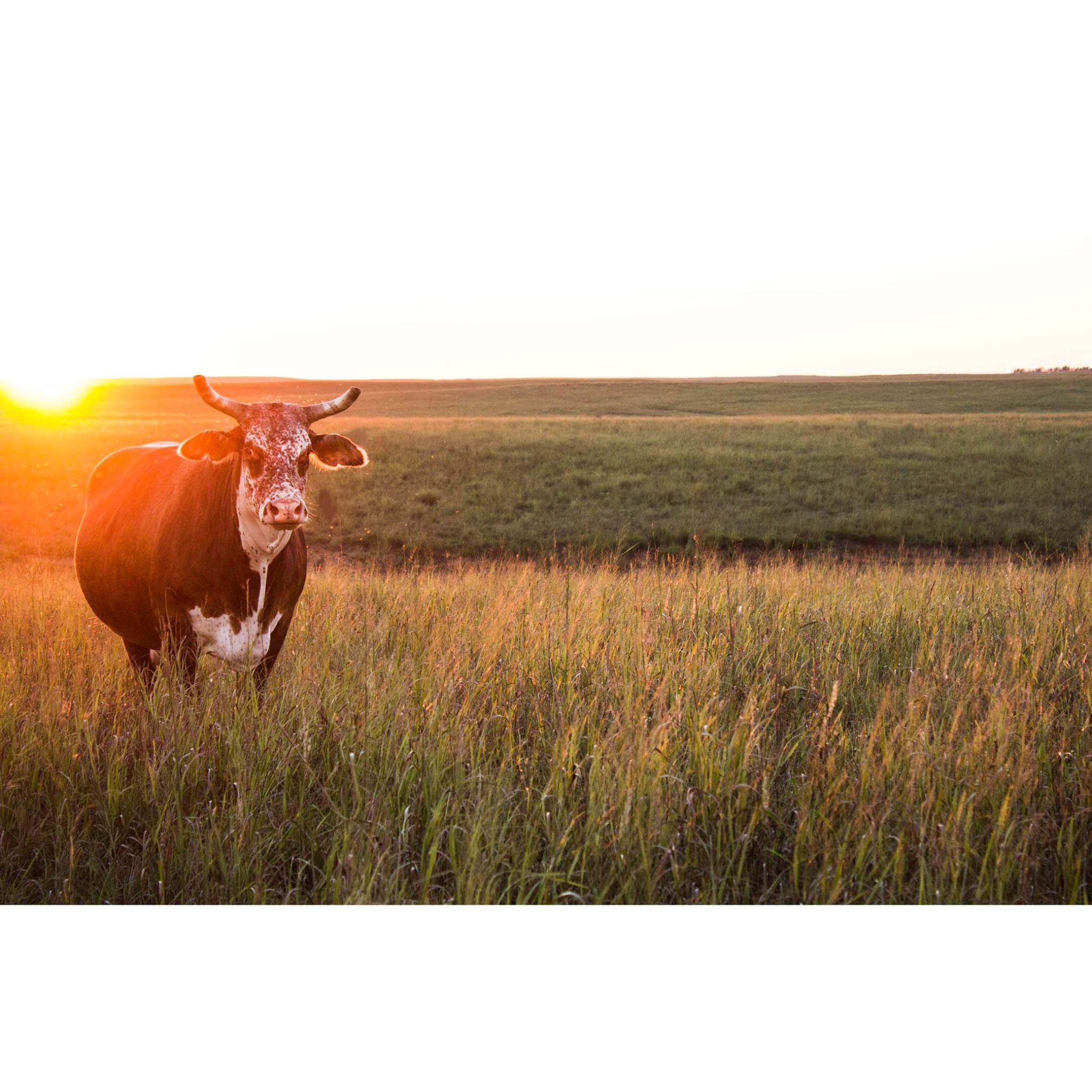 horned cow