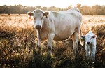 Charolais pair