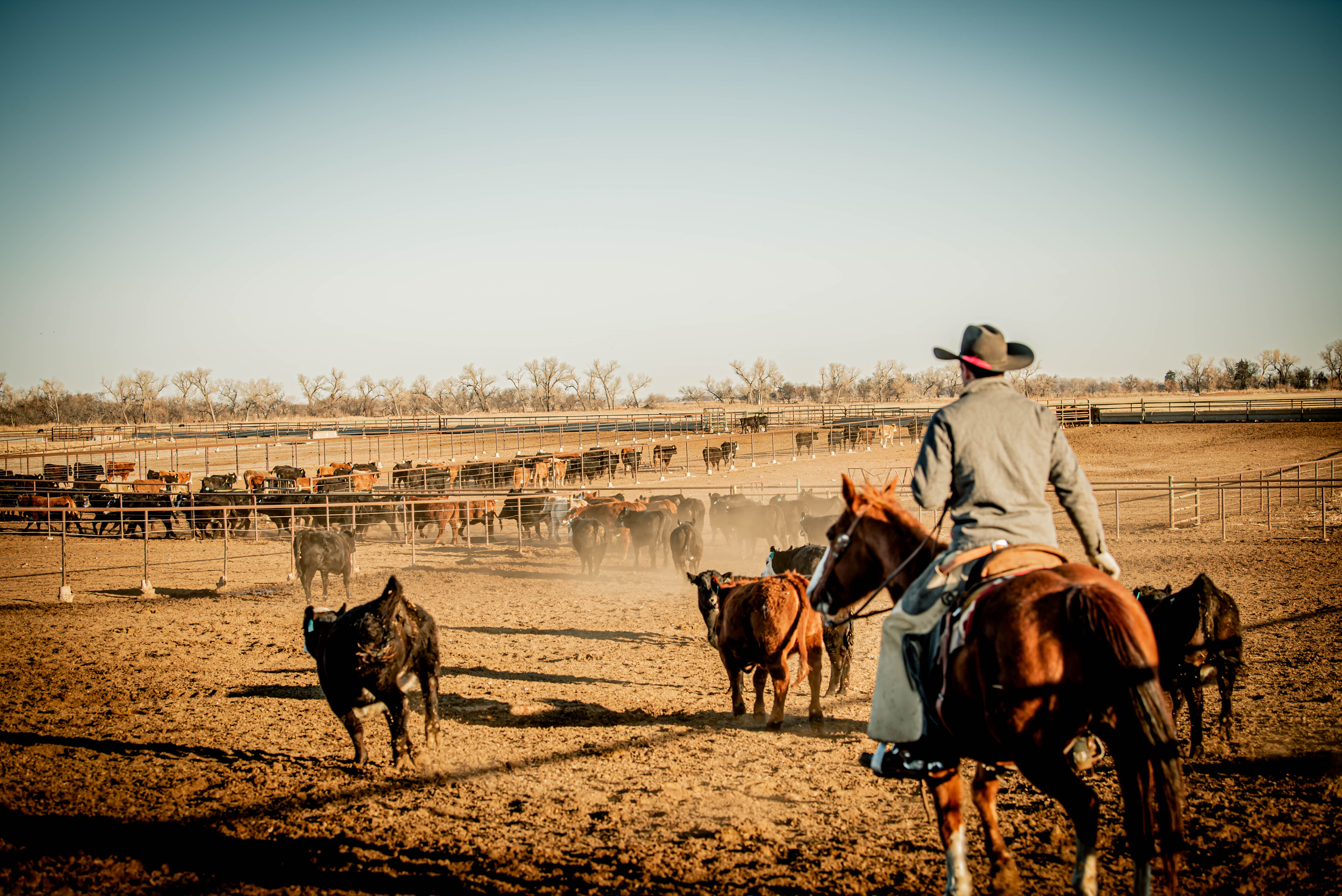 cowboy