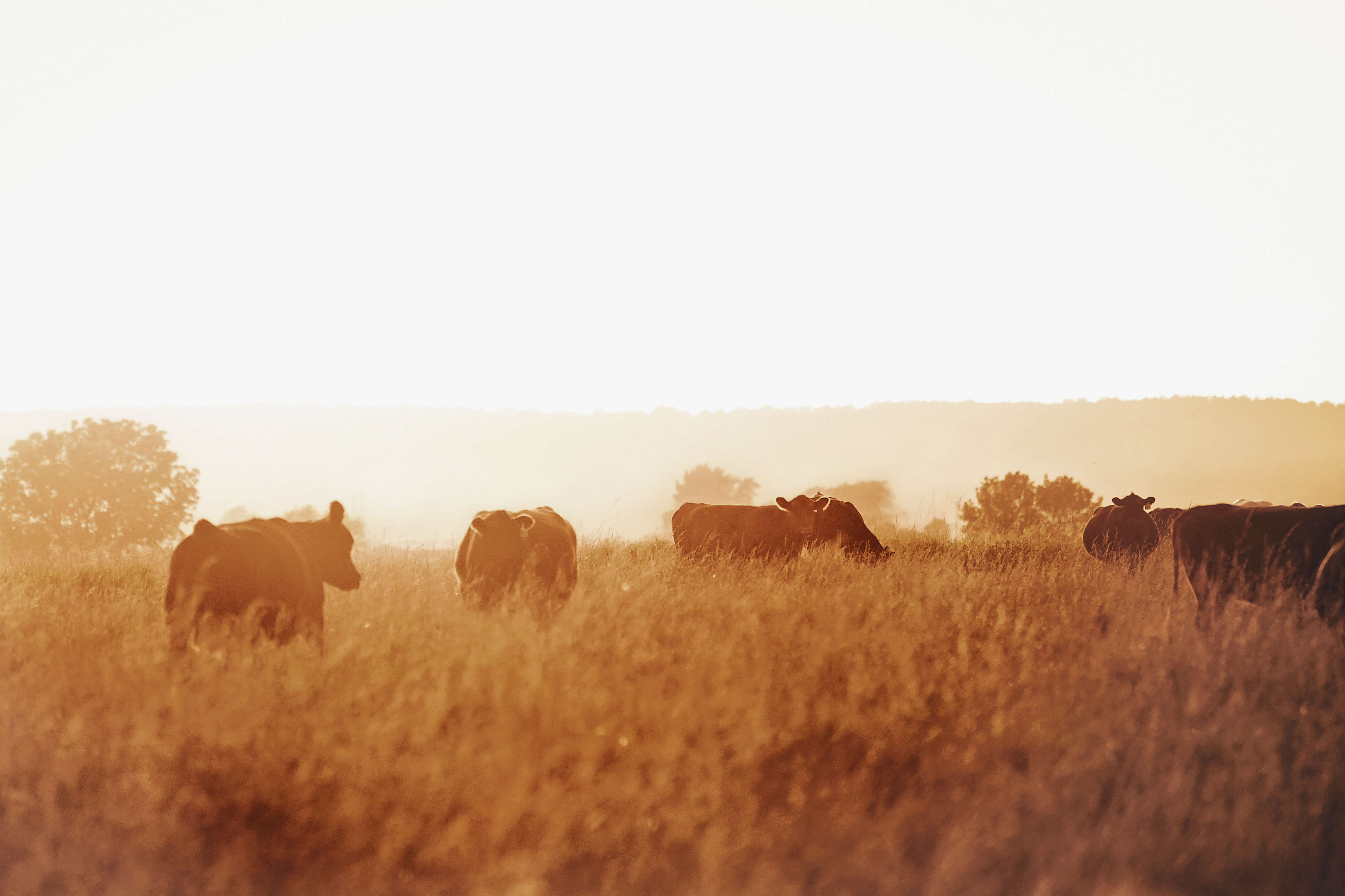 cows in field