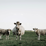 Charolais cattle