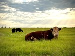 herford bull laying down